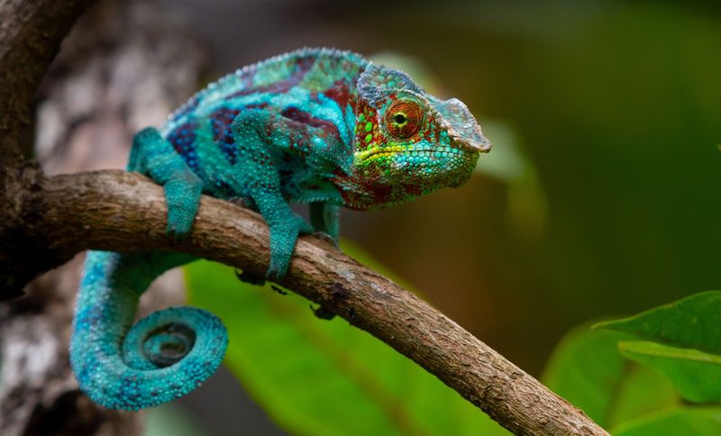 Chameleon Color Change