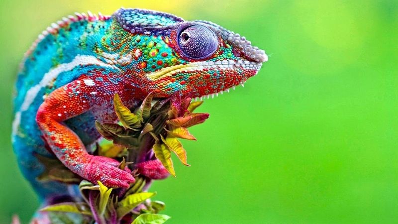 Chameleon Color Change