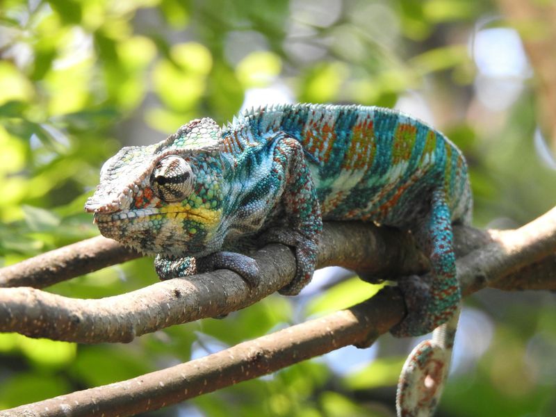 Chameleon-Inspired Camouflage Materials