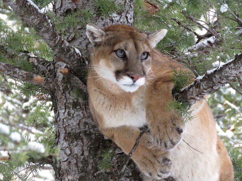 Changes in Prey Behavior