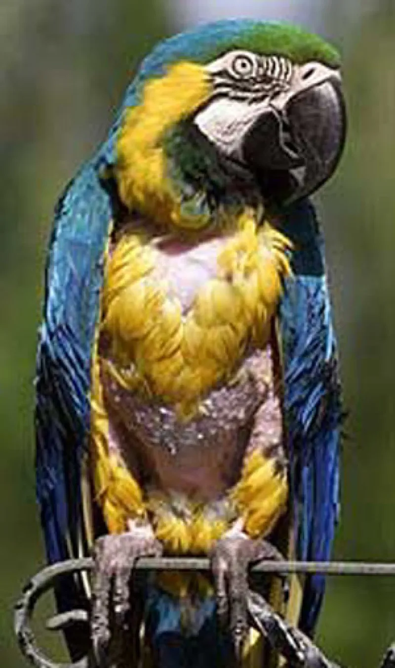 Charlie the Macaw