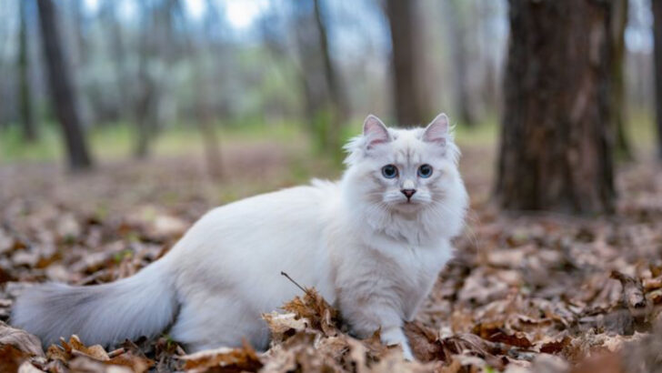 Charming Blonde Cat Breeds