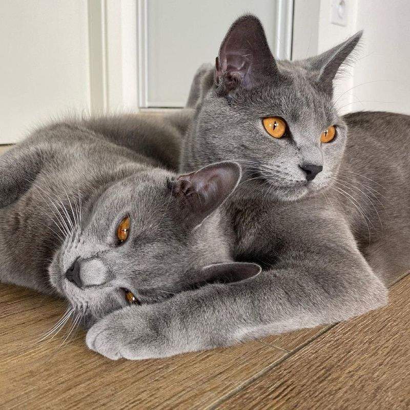 Chartreux