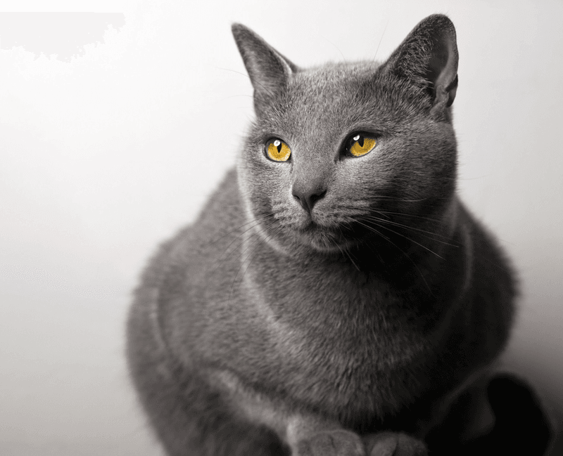 Chartreux