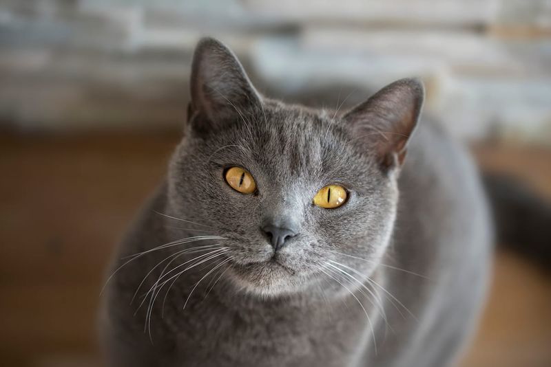 Chartreux