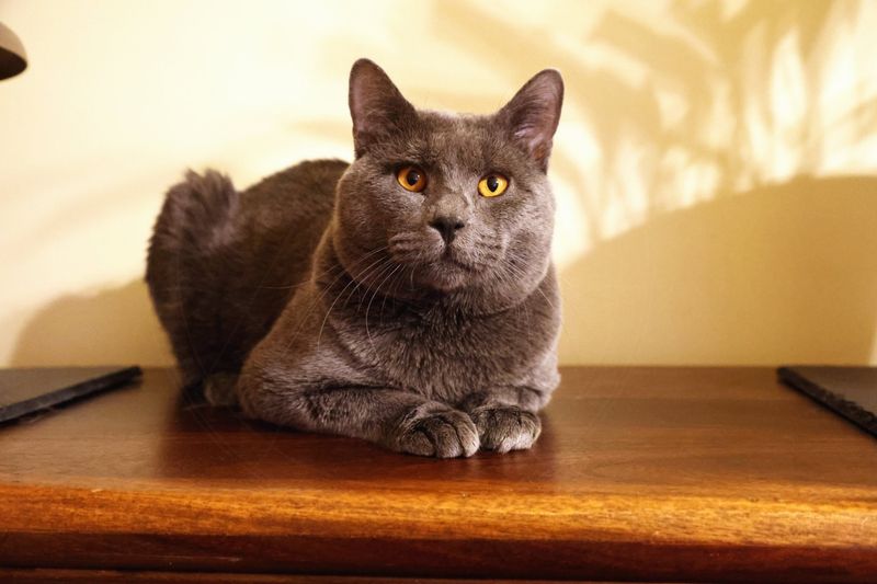 Chartreux