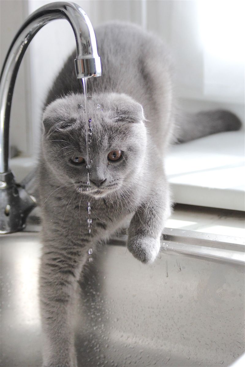 Chartreux