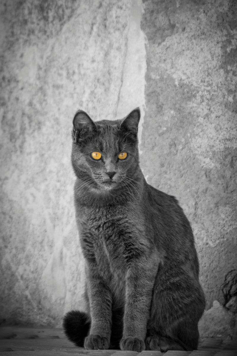 Chartreux