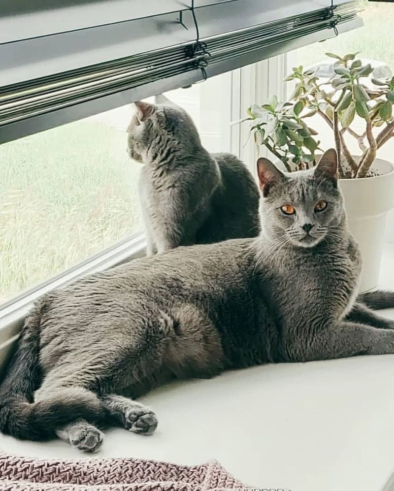 Chartreux