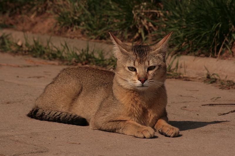 Chausie