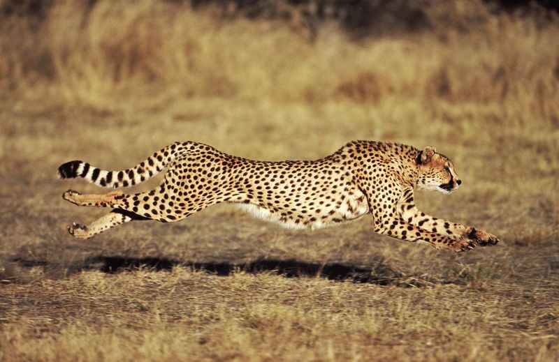 Cheetah's Speed