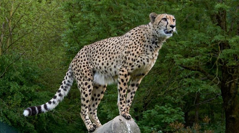 Cheetah