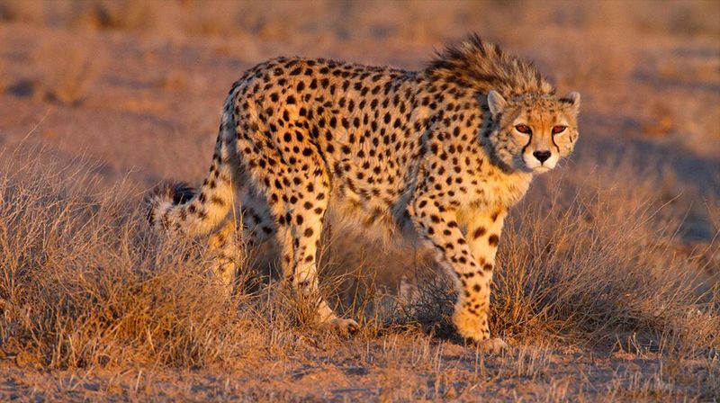 Cheetah