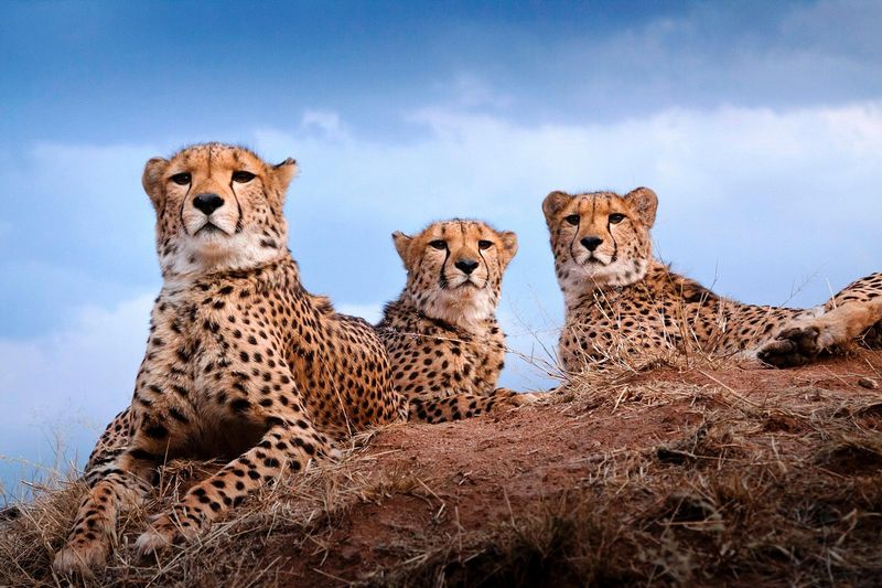 Cheetah Conservation Experience in Namibia