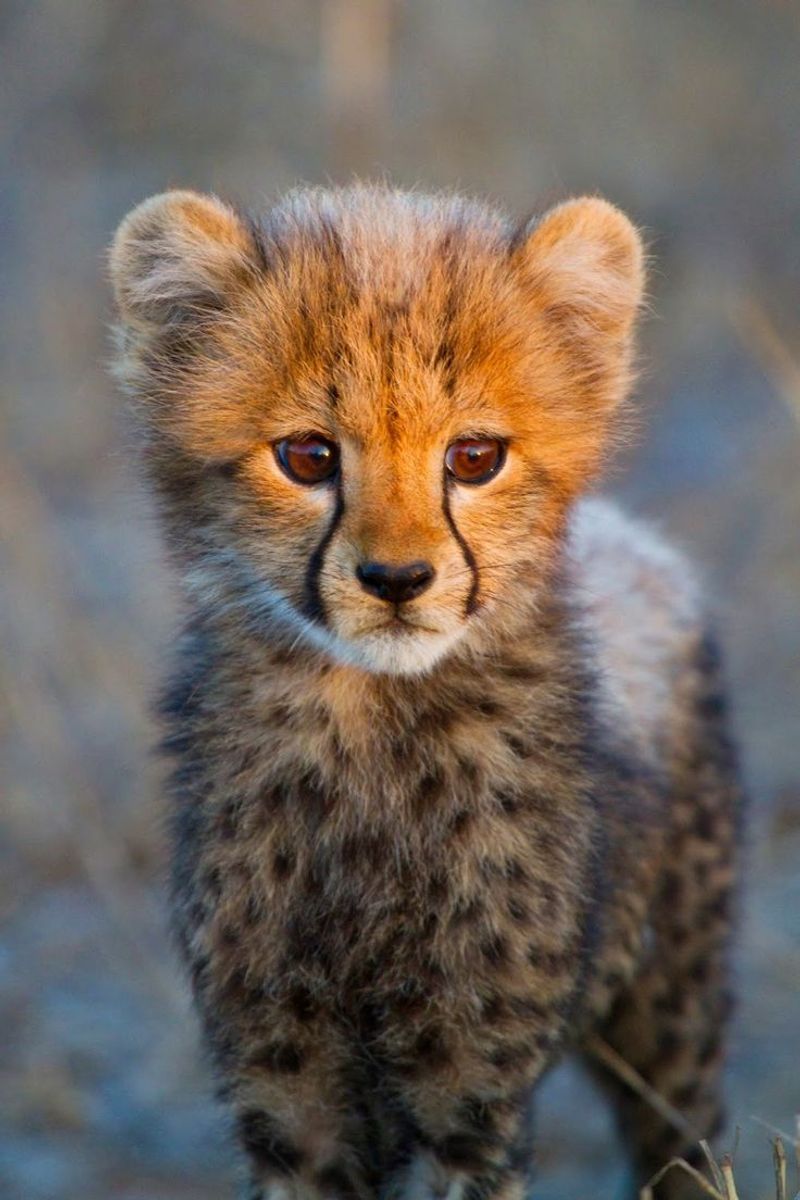 Cheetah Cub