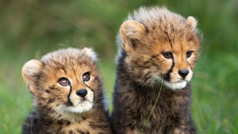 Cheetah Cubs