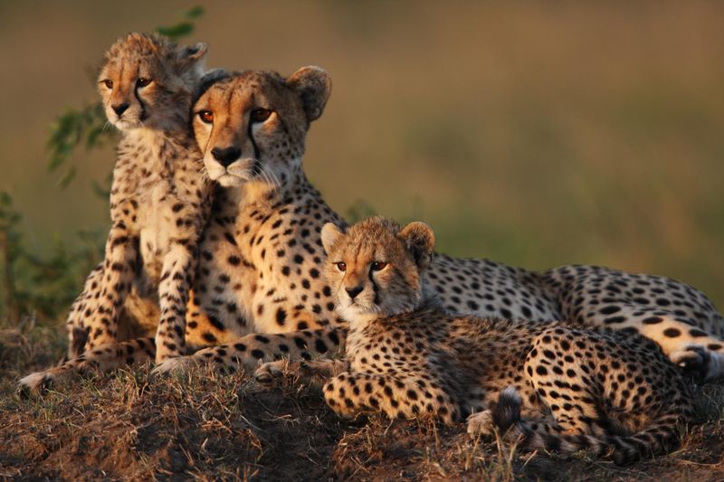 Cheetahs