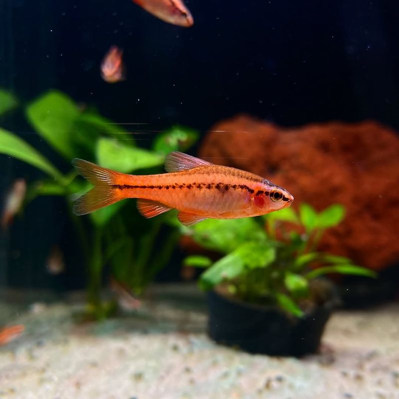 Cherry Barb