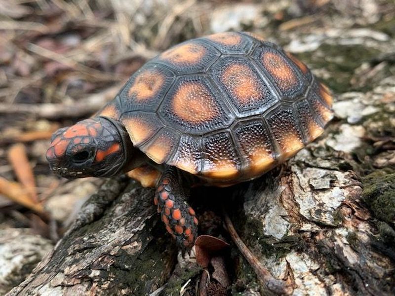 Cherry Head Red-Footed Tortoise