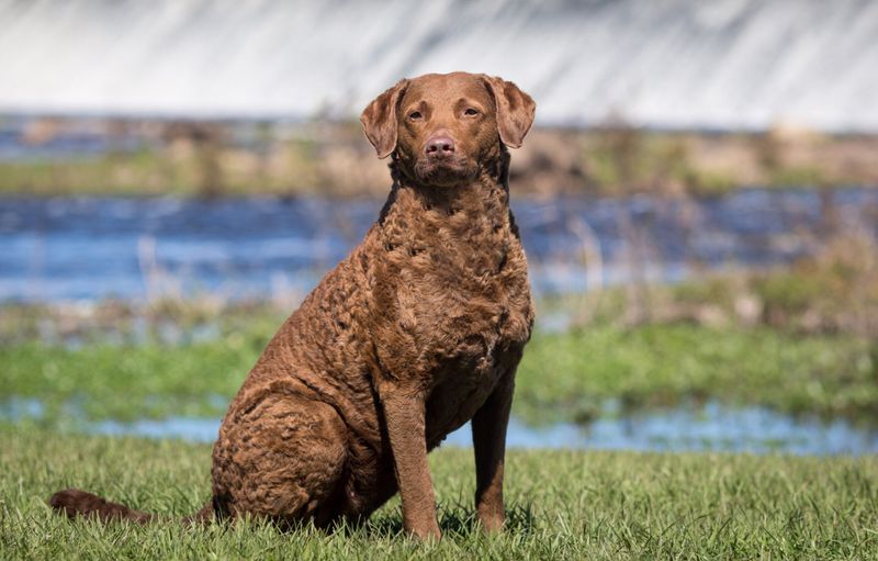 Chesapeake Bay Retriever