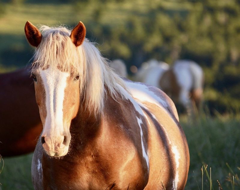 Chestnut Roan