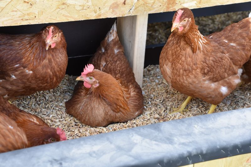 Chickens and Decreased Egg Production