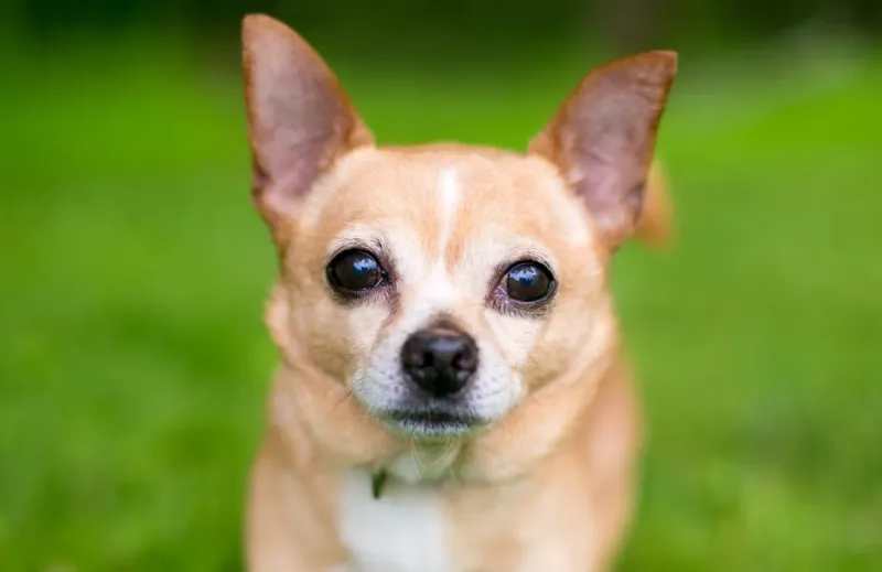 Chihuahua