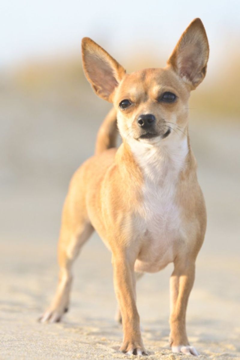 Chihuahua