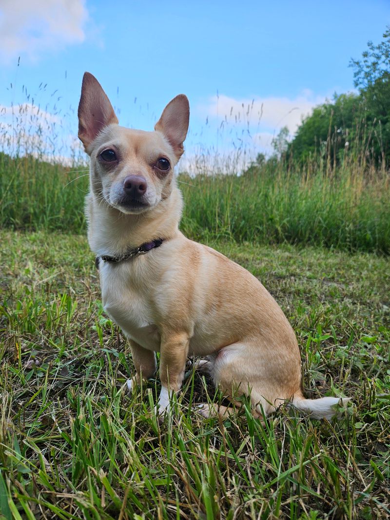 Chihuahua