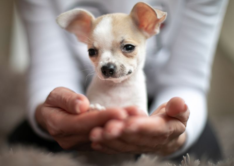 Chihuahua