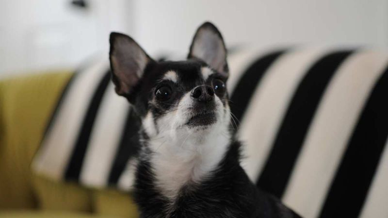 Chihuahua Boston Terrier Mix (Bochi)