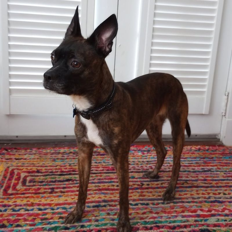 Chihuahua Boston Terrier Mix