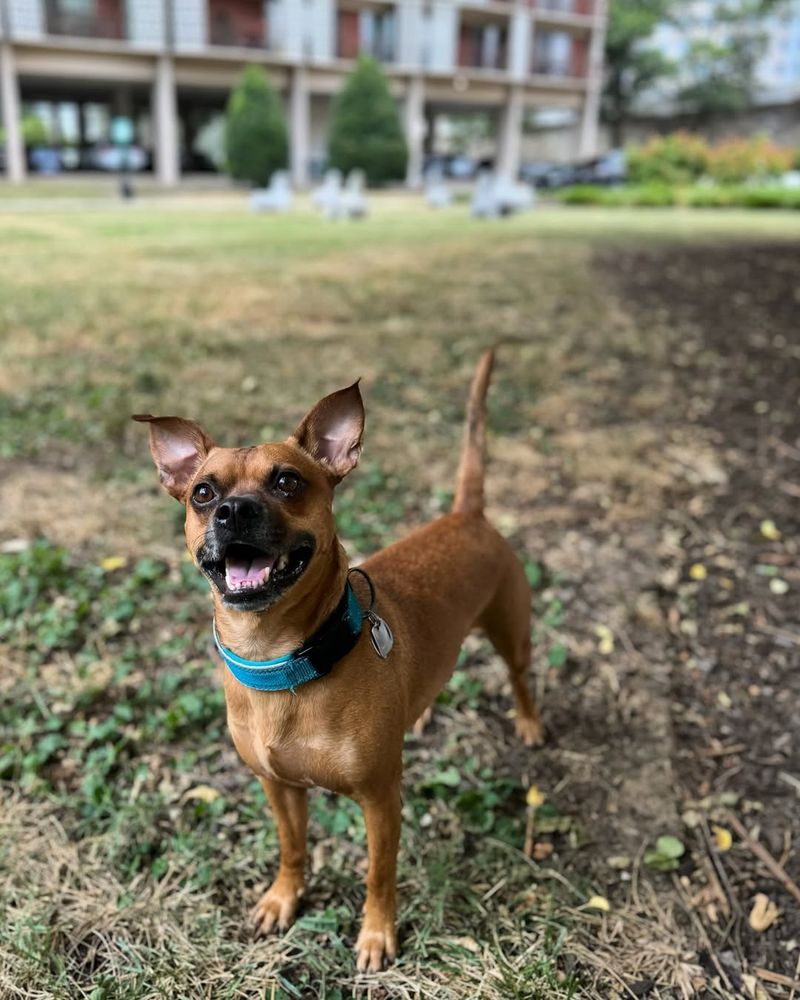 Chihuahua Boxer Mix