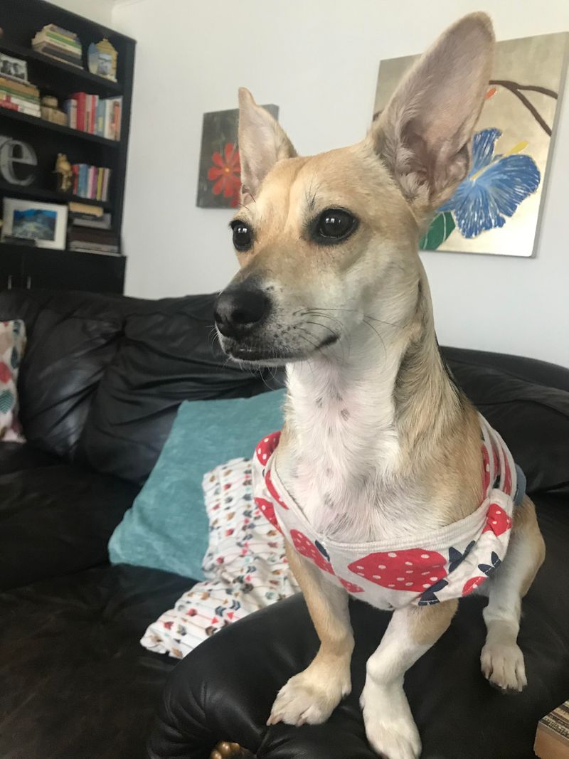 Chihuahua Corgi Mix (Chigi)