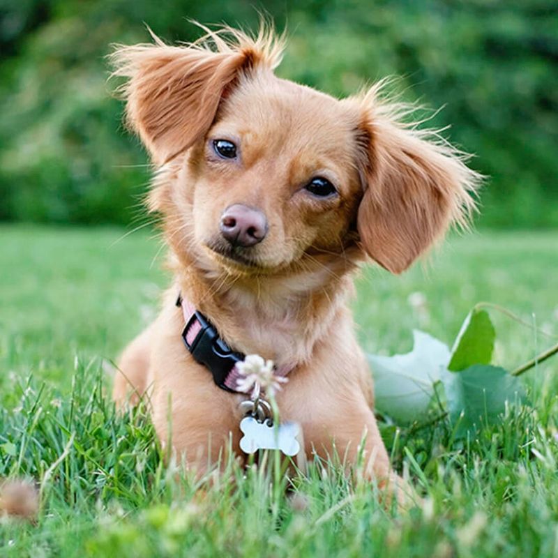 Chihuahua Dachshund Mix (Chiweenie)