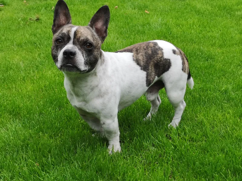 Chihuahua French Bulldog Mix