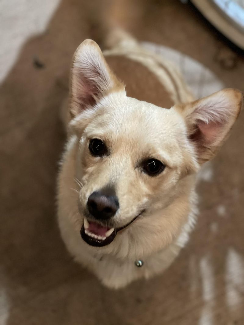 Chihuahua Golden Retriever Mix (Golden Chi)