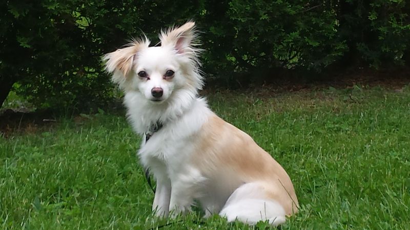 Chihuahua Maltese Mix