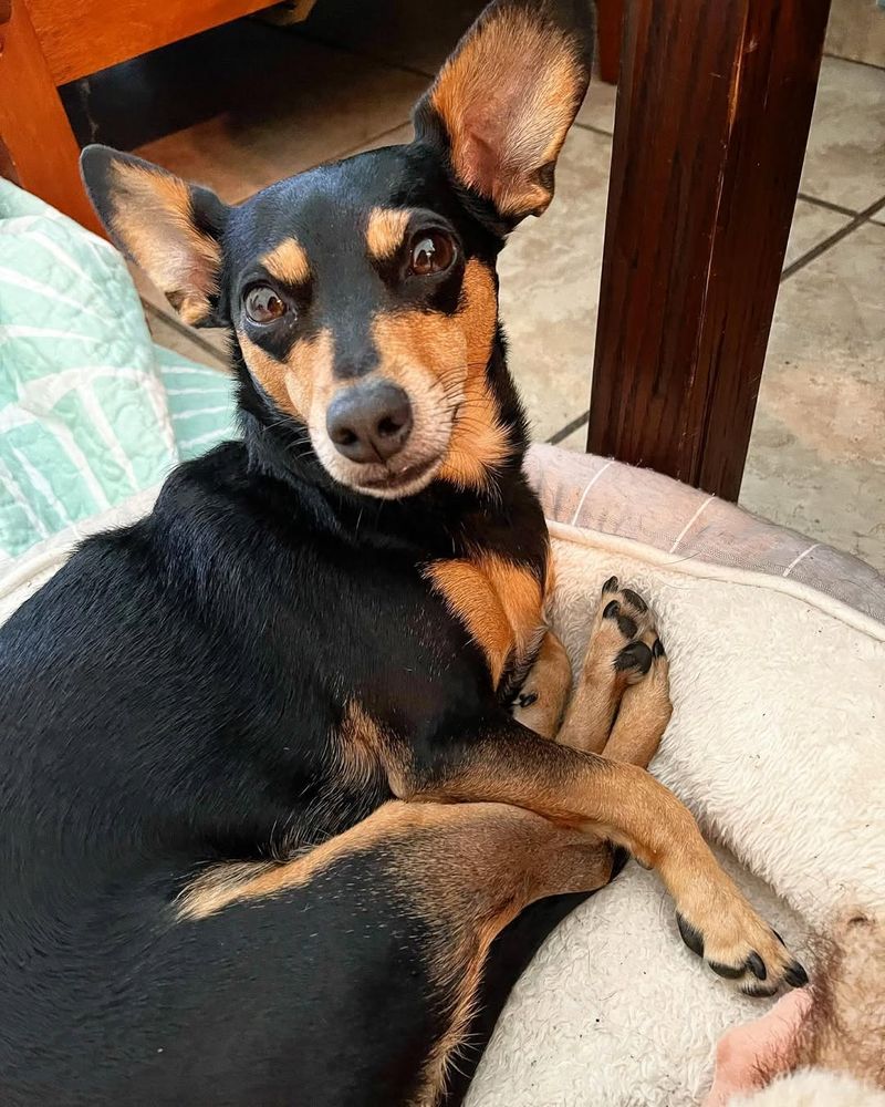 Chihuahua Miniature Pinscher Mix (Chipin)