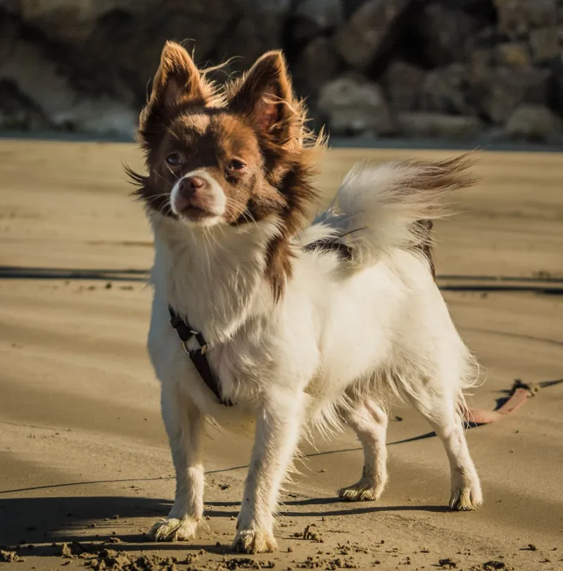 Chihuahua Papillon Mix