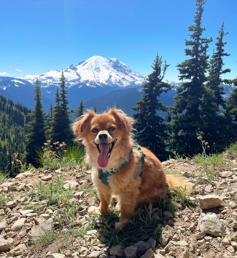 Chihuahua Pekingese Mix (Pek-A-Chi)