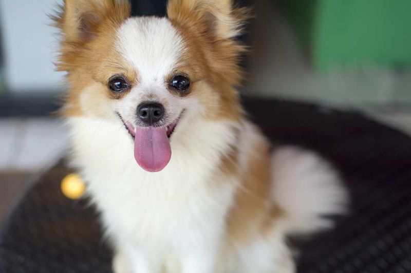 Chihuahua Pomeranian Mix (Pomchi)