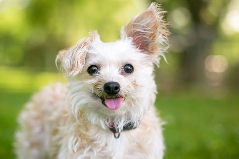 Chihuahua Poodle Mix (Chipoo)