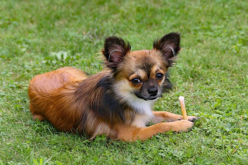 Chihuahua Poodle Mix