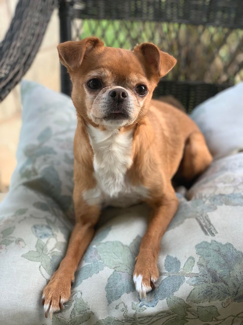 Chihuahua Pug Mix