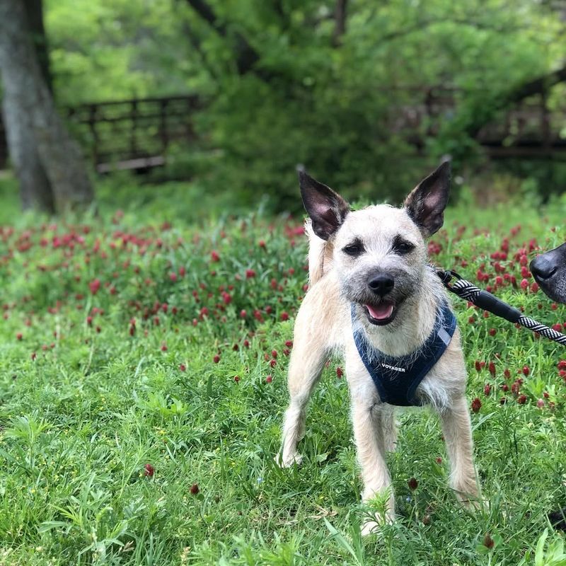 Chihuahua Schnauzer Mix