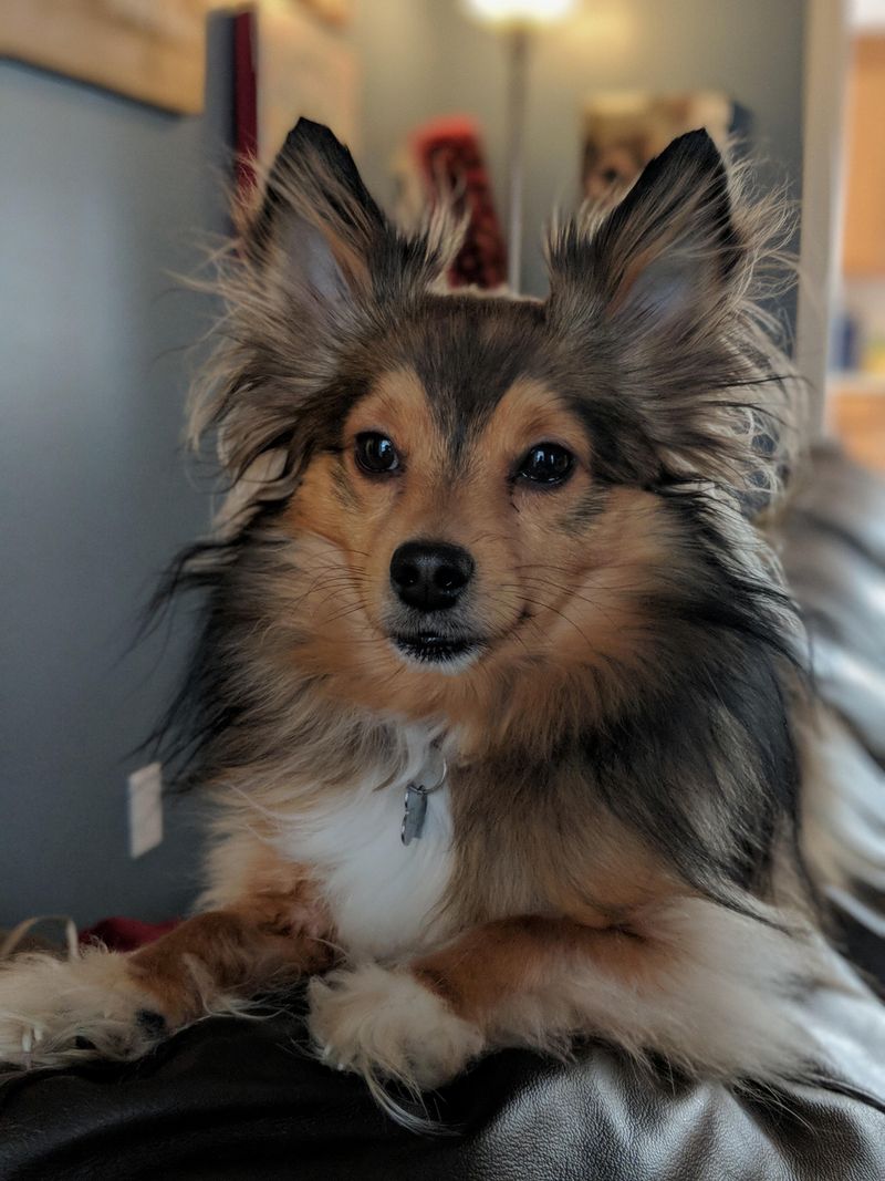 Chihuahua Shetland Sheepdog Mix (Sheltie-Chi)