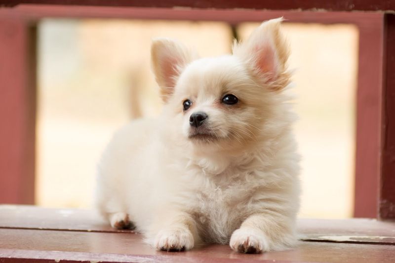 Chihuahua Shih Tzu Mix (ShiChi)