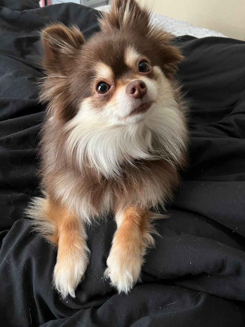 Chihuahua Spitz Mix