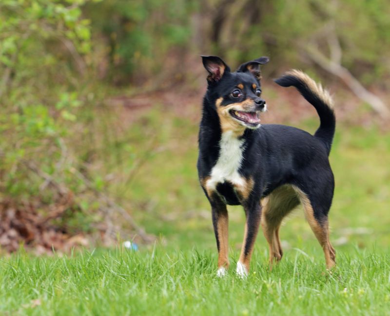 Chihuahua Terrier Mix